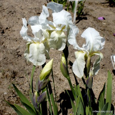 Iris junonia (clone 2)