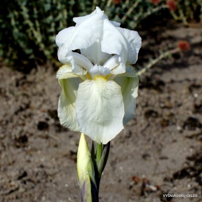 Iris junonia (clone 2)