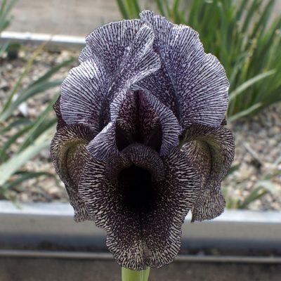 Iris kirkwoodiae (clone 2)