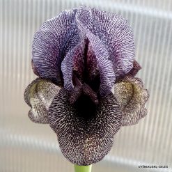 Iris kirkwoodii (clone 2)