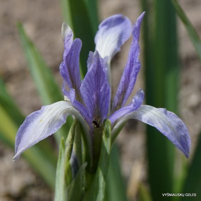 Iris lactea (clone 4) (2)