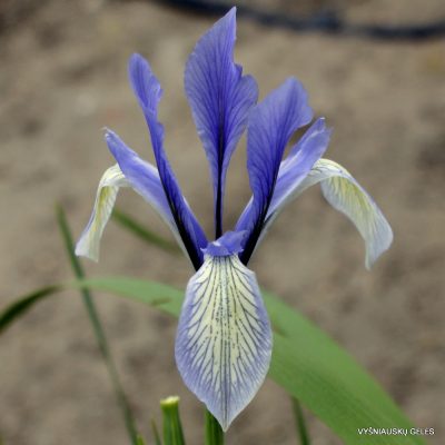 Iris lactea (clone 7)