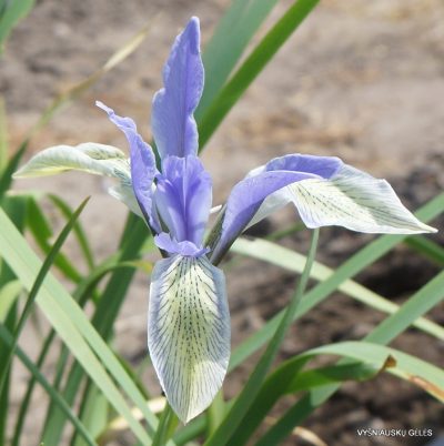 Iris lactea (clone 7)