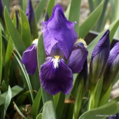 Iris lutescens (clone 2)