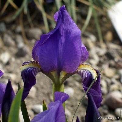 Iris lutescens (clone 2) (2)