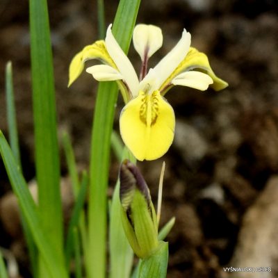 Iris minutoaurea (3)