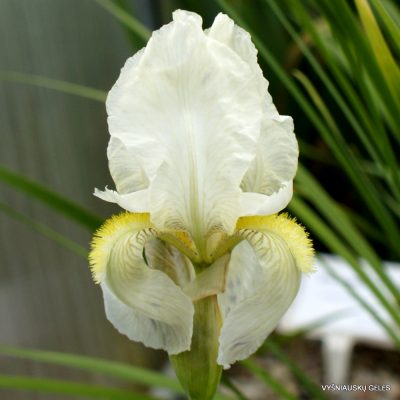 Iris orjenii