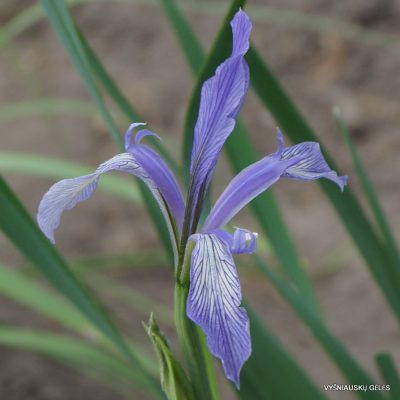 Iris oxypetala (clone 1) (2)