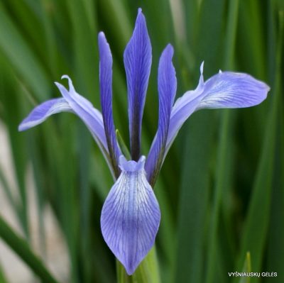 Iris oxypetala (clone 2)