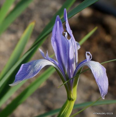 Iris oxypetala (clone 2) (2)