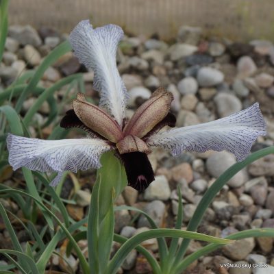 Iris paradoxa f. choschab (2)
