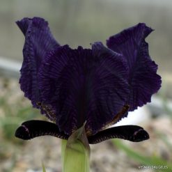 Iris paradoxa ‘Gem of Lori’