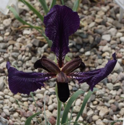 Iris paradoxa ‘Gem of Lori’ (2)