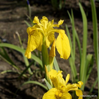 Iris pseudacorus 'Esk' (2)