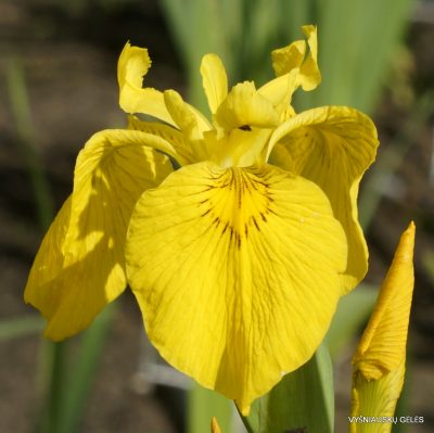 Iris pseudacorus ‘Esk’
