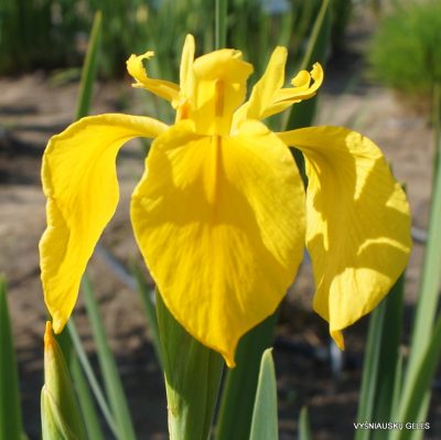 Iris pseudacorus 'Sun in Splendour' (2)