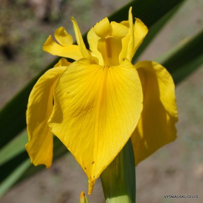 Iris pseudacorus ‘Sun in Splendour’
