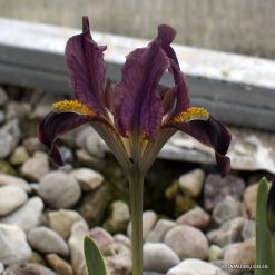 Iris pumila subsp. pumila (clone 4)