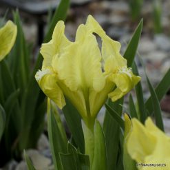 Iris pumila subsp. taurica (clone 9)