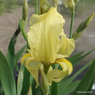 Iris purpureobracteata (clone 2) (2)