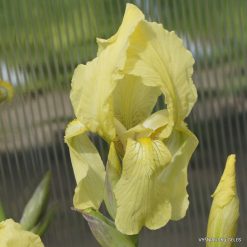 Iris purpureobracteata (clone 2)
