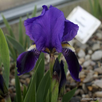Iris relicta