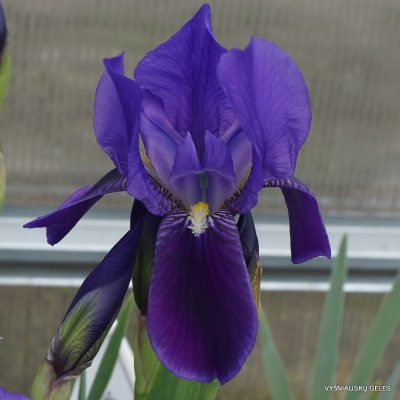 Iris relicta