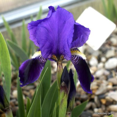 Iris relicta