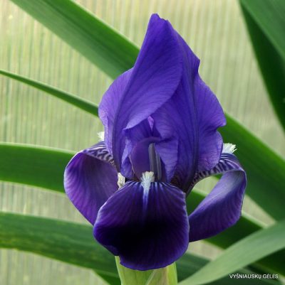 Iris revoluta
