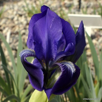 Iris revoluta (2)
