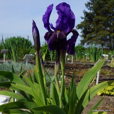 Iris sabina (3)