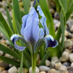 Iris scariosa (clone 2)