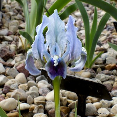 Iris scariosa (clone 2) (2)
