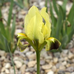 Iris scariosa (clone 3)