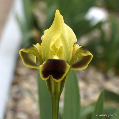 Iris scariosa (clone 3) (2)