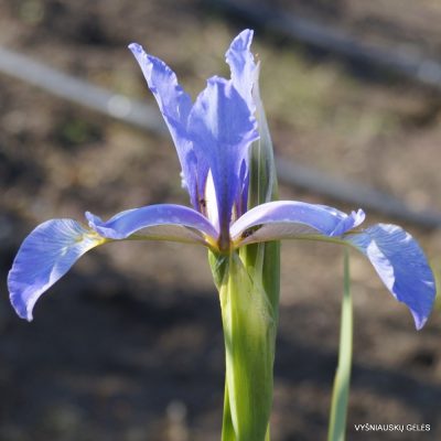 Iris spuria ssp. carthaliniae (2)