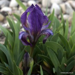 Iris suaveolens (clone 1)