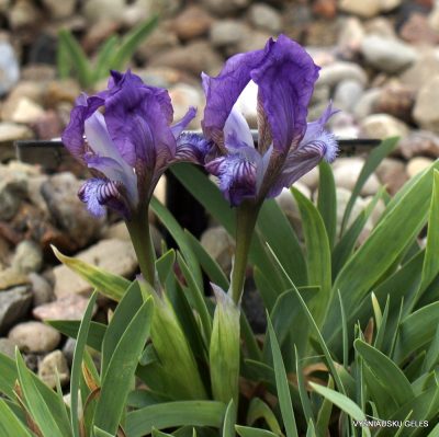 Iris suaveolens (clone 1) (2)