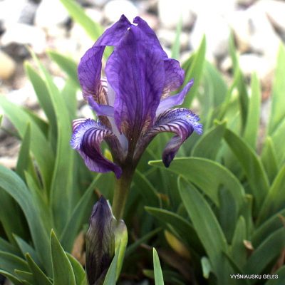 Iris suaveolens (clone 1)