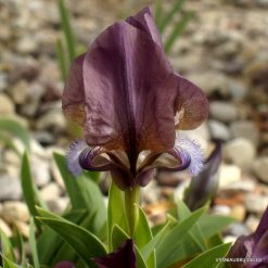 Iris suaveolens (clone 5) (3)