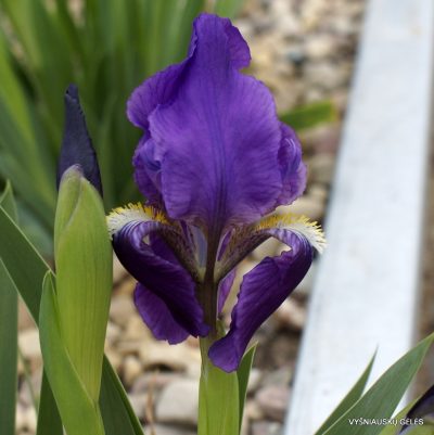 Iris subbiflora