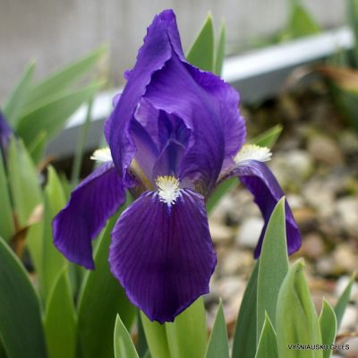 Iris subbiflora