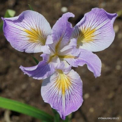 Iris tenax