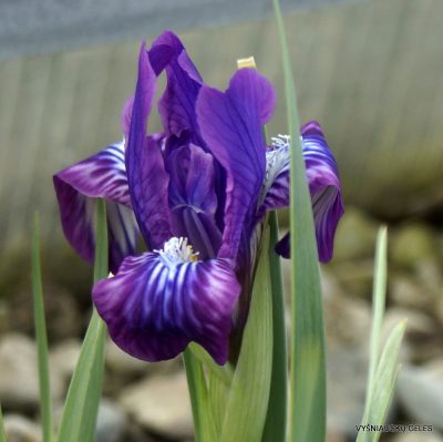 Iris tigridia