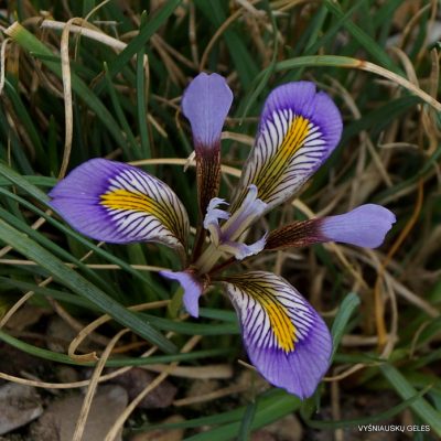 Iris unguicularis subsp. cretensis 'Mount Difris' (2)