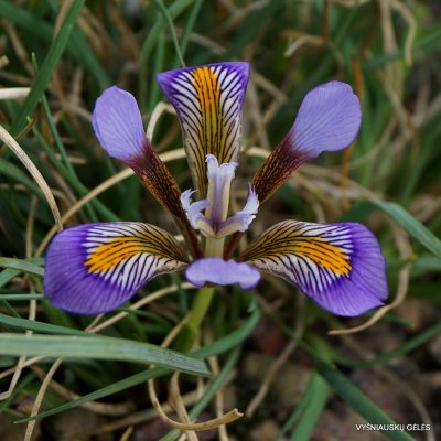 Iris unguicularis subsp. cretensis ‘Mount Difris’