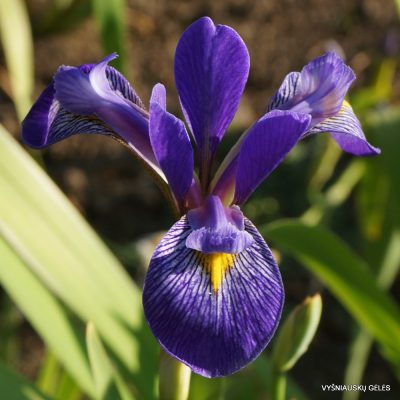 Iris virginica 'Pond Crown Point'