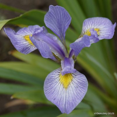 Iris virginica var.shrevei (clone 1)