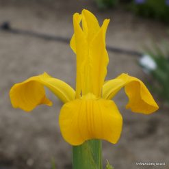 Iris xanthospuria (2)