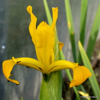 Iris xanthospuria